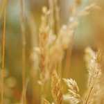 “FORTALECEI NOSSO CORAÇÃO, SENHOR” (Mt 6,1-6.16-18)