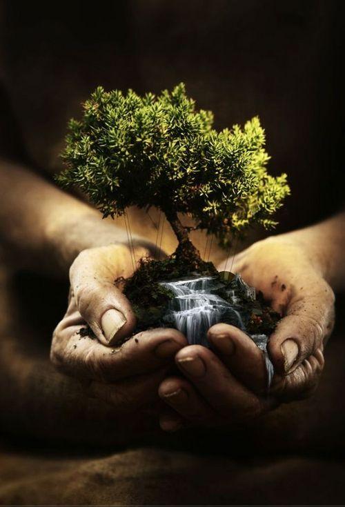 Papa: preservar a Criação é a tarefa dos cristãos, não só dos ecologistas